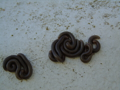 Pachyiulus apfelbecki