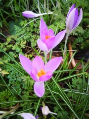 Crocus