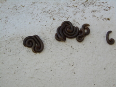 Pachyiulus apfelbecki