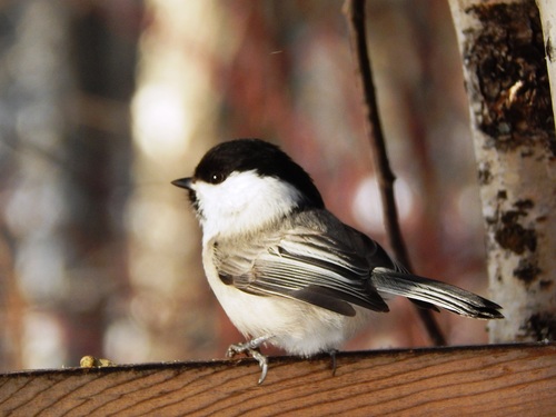 Willow Tit, photo 10 of 10