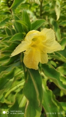 Costus villosissimus