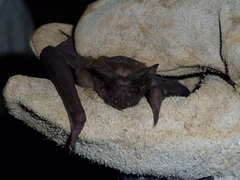 Molossidae