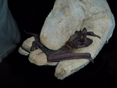 Molossidae