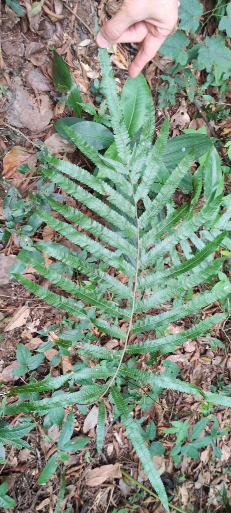Abacopteris hirtisora (Abacopteris hirtisora)
