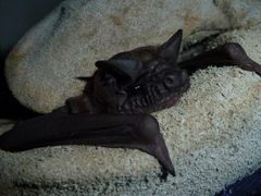 Molossidae