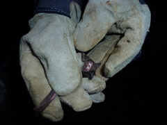 Molossidae