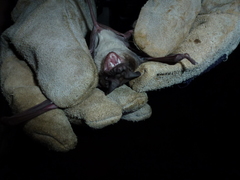 Molossidae