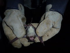 Molossidae