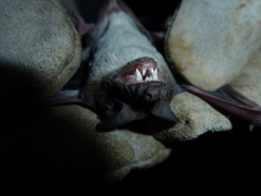 Molossidae