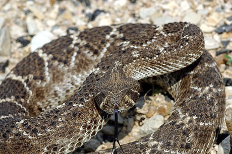 Snake Venomics of the Central American Rattlesnake Crotalus simus