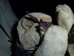 Molossidae
