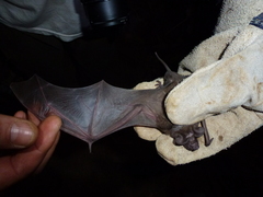 Molossidae