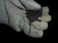 Molossidae