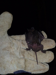 Molossidae