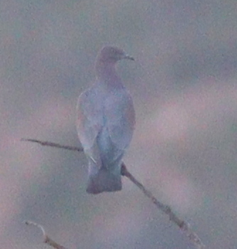 Plain Pigeon (Patagioenas inornata), photo 5
