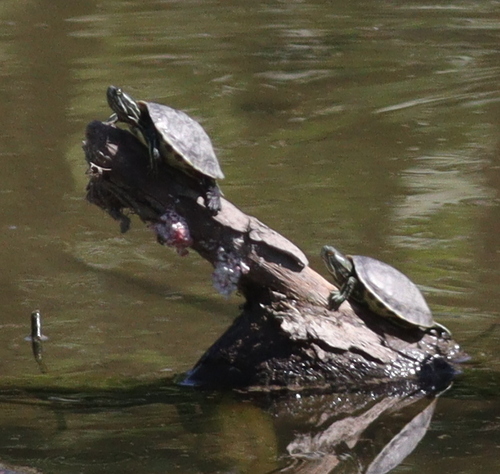 Haitian Slider, Trachemys decorata