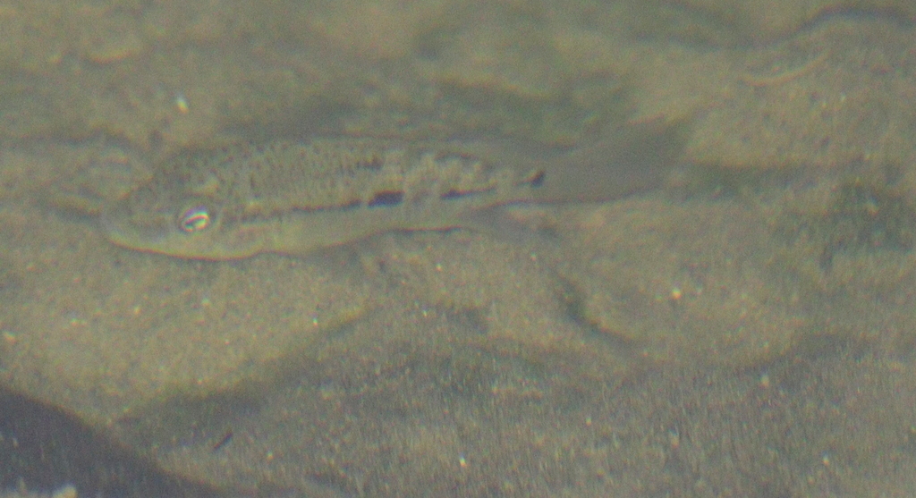 Haitian cichlid (Nandopsis haitiensis) — Cichlidae