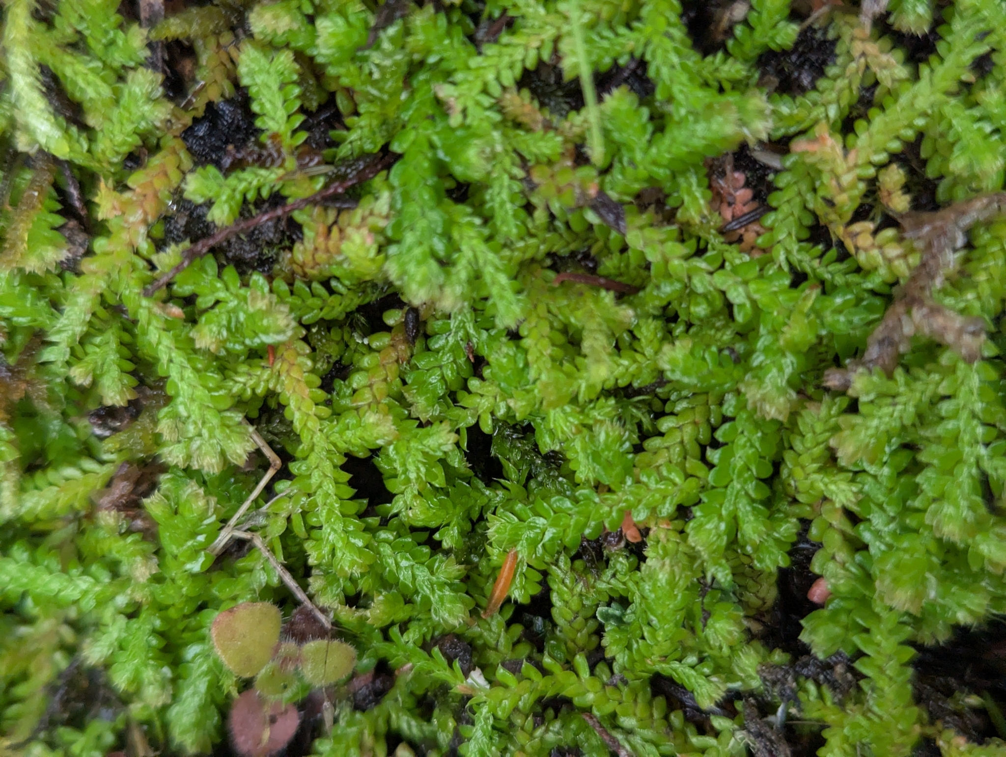 Selaginela Denticulada