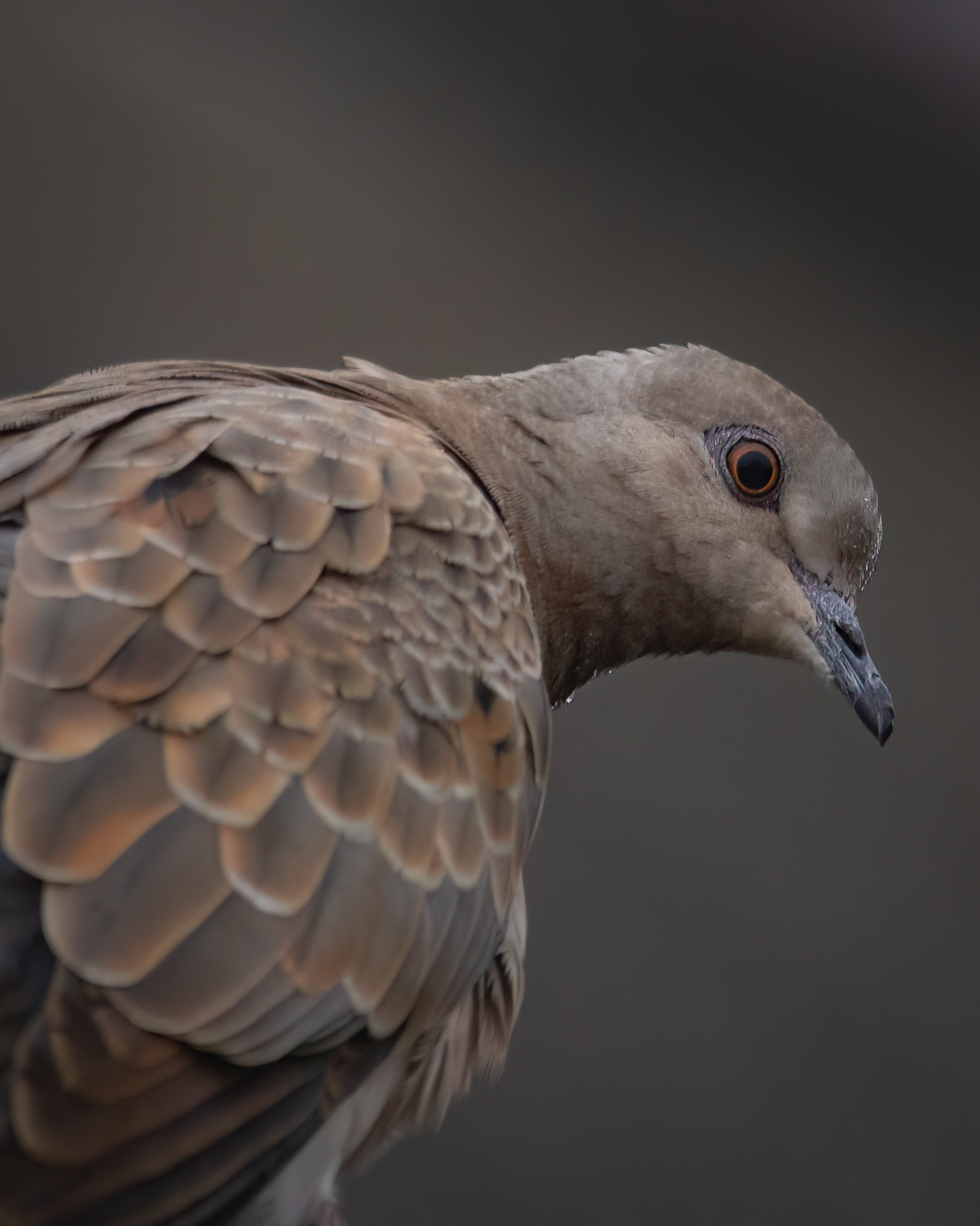 Streptopelia turtur