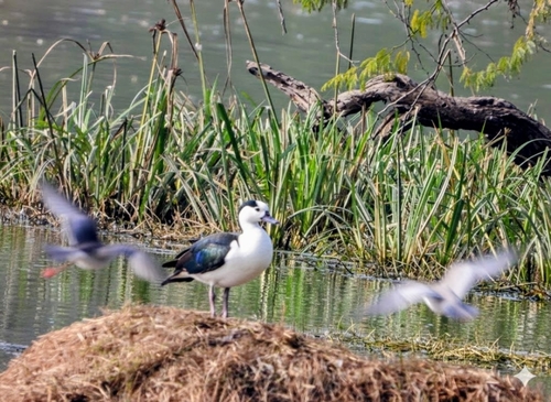 iNaturalist: (c) pardeep kapur, some rights reserved (CC BY-NC), uploaded by pardeep kapur iNaturalist image