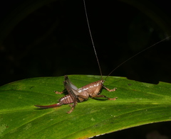 Eschatoceras