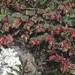 Euphorbia anychioides - Photo (c) Dale Lee Denham-Logsdon, osa oikeuksista pidätetään (CC BY-NC), lähettänyt Dale Lee Denham-Logsdon