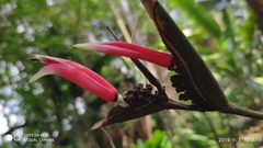 Heliconia metallica