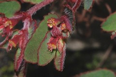 Euphorbia anychioides