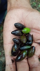 Beilschmiedia pendula