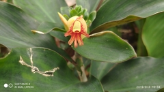 Costus malortieanus