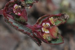 Euphorbia anychioides