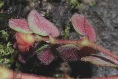 Euphorbia anychioides