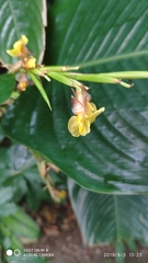 Marantochloa cuspidata