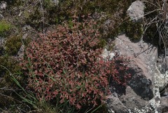 Euphorbia anychioides