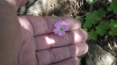 Geranium schlechteri