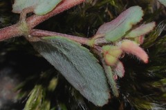 Euphorbia anychioides