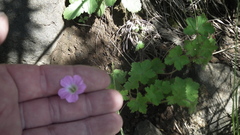 Geranium schlechteri