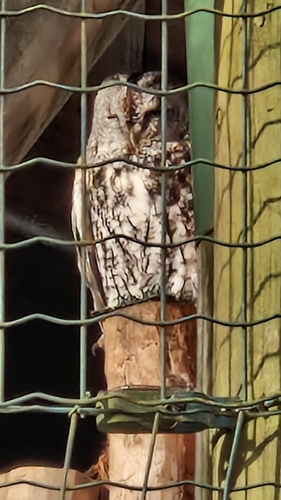 View observation of {o.common_name} on iNaturalist