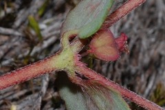 Euphorbia anychioides