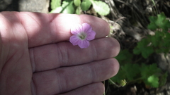 Geranium schlechteri