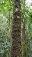 Beilschmiedia pendula