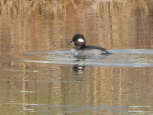 Bufflehead photographed in Delaware