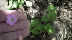 Geranium schlechteri