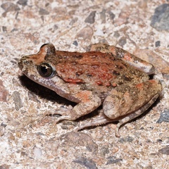 Discoglossus sardus