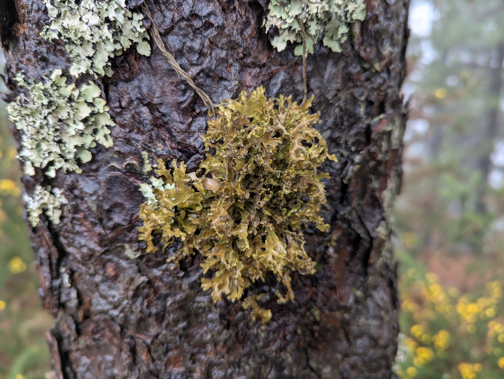 Nephromopsis chlorophylla