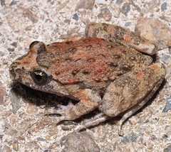 Discoglossus sardus