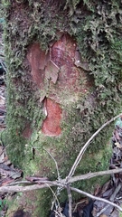Beilschmiedia pendula
