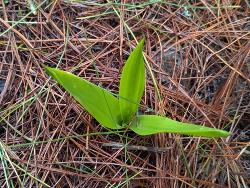 Drimia hesperia