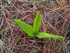 Drimia hesperia