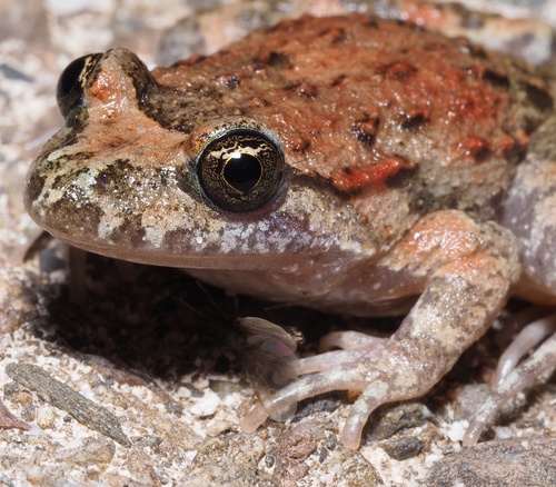 Tyrrhenian Painted Frog, photo 4 of 10